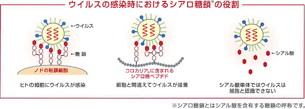 ウイルスの感染時におけるシアロ糖鎖の役割