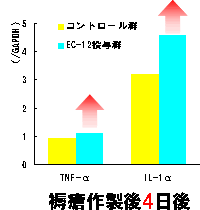 db-12ጁijiOt