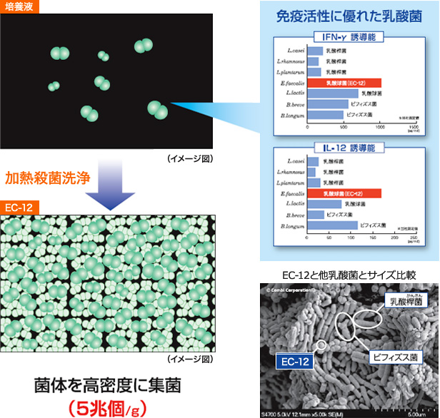 殺菌乳酸菌のトップブランド「EC-12」のイメージ