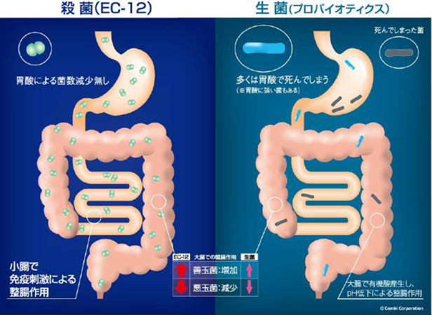 高密度濃縮殺菌乳酸菌「EC-12」（イーエフパワー®）|コンビ ライフ