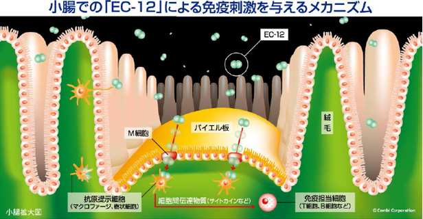 小腸での「EC-12」による免疫刺激を与えるメカニズム