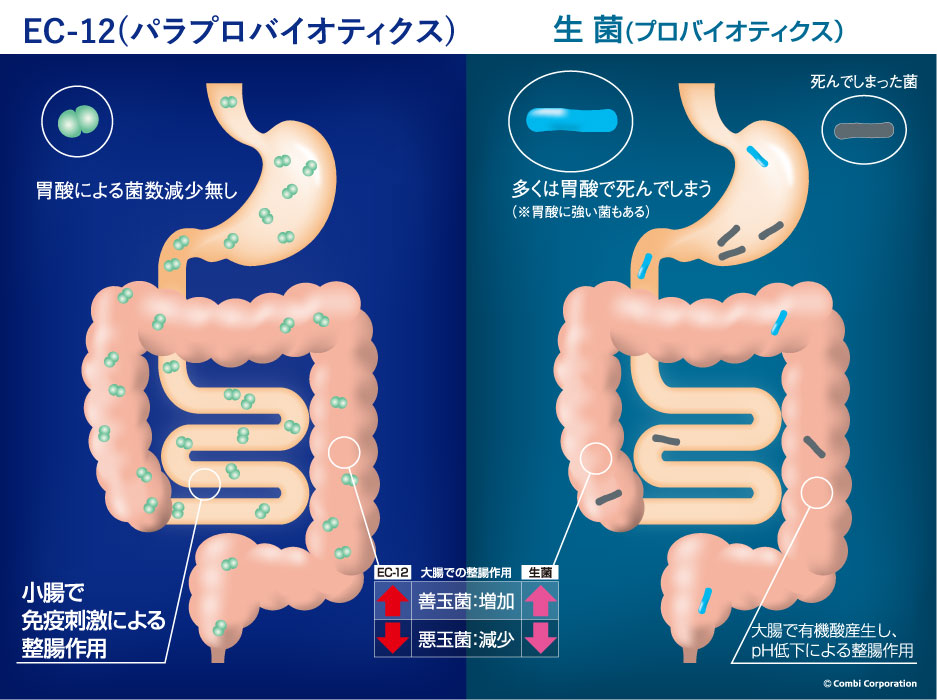 乳酸菌の整腸(腸内環境改善)作用メカニズム/殺菌(EC12)と生菌(プロバイオティクス)