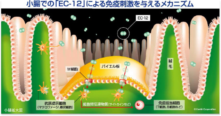 小腸での「EC-12」による免役刺激を与えるメカニズム