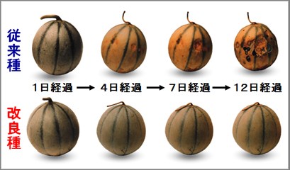 ͓郁