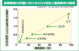 高等動物の肝臓におけるSOD活性と最長寿命の関係