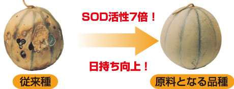 SOD活性5倍!日持ち向上!主原料は不思議なメロン