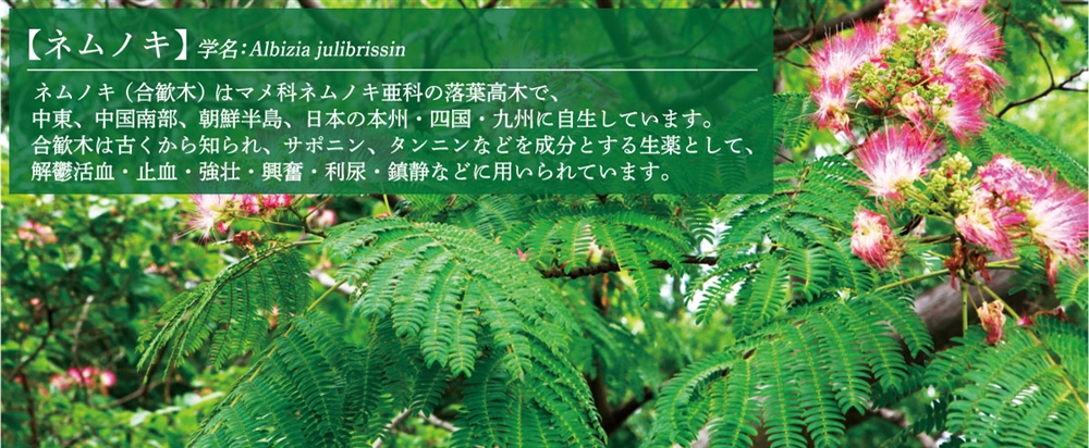 ネムノスは、ネムノキ樹皮(合歓皮)からの抽出物です。