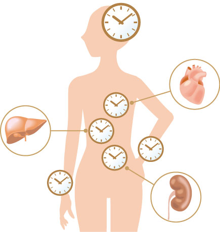 体内時計とは