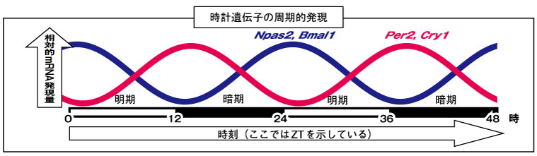 体内時計を整えるには、「時計遺伝子の発現調整」がポイント