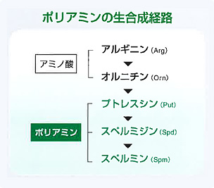 ポリアミンの生合成経路