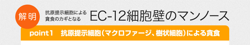 解明 抗原提示細胞による貪食のカギとなるEC-12細胞壁のマンノース