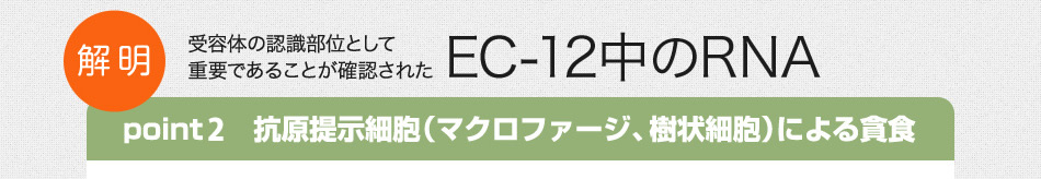 解明 受容体の認識部位として重要であることが確認されたEC-12中のRNA 