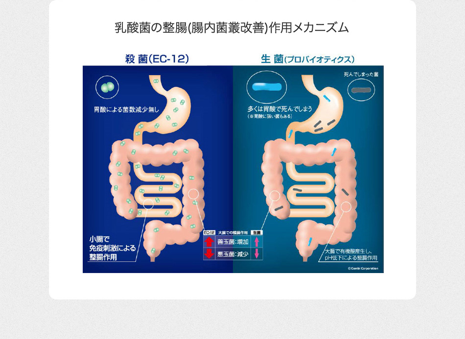 乳酸菌の整腸(腸内菌叢改善)作用メカニズム