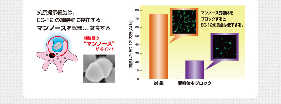 抗原提示細胞は、EC-12の細胞壁に存在するマンノースを認識し、貧食する