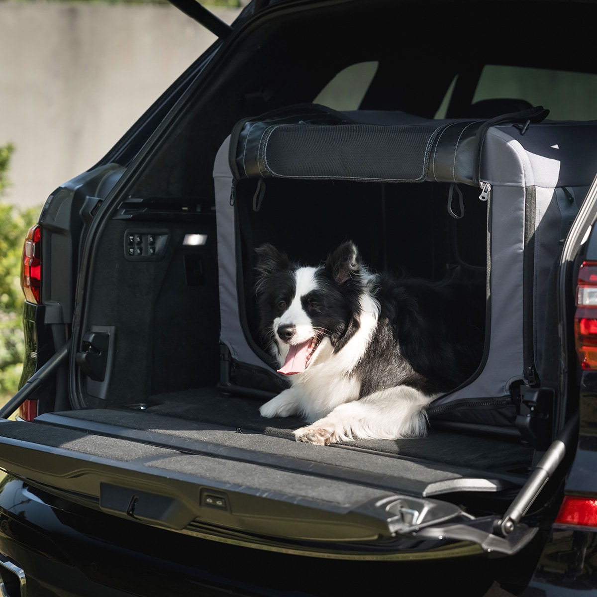 フィカゴー クイーンＭ